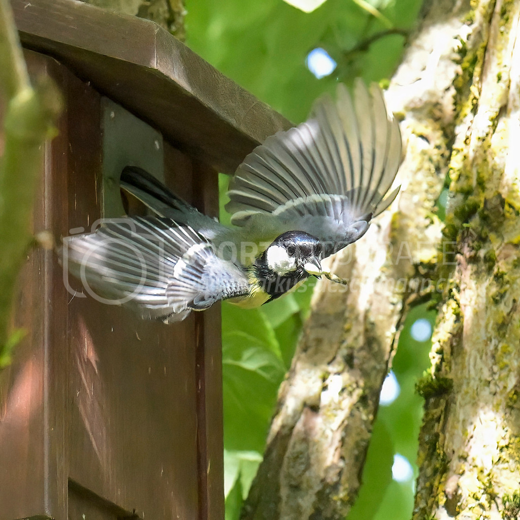 20240512_1022_AEM_nefti_4029-Bearbeitet | 12.05.2024 / , Neftenbach

Bild: Sportfotografie Markus Aeschimann | www.markus-aeschimann.ch - Realisiert mit Pictrs.com