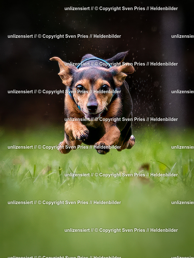 Sven Pries | 2024-10-19 - Hunderennen Ober-Grombach - Realisiert mit Pictrs.com