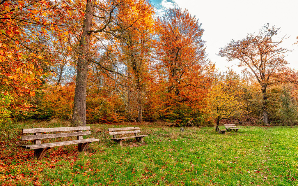 Herbstliche Waldlandschaft im Rotwildpark bei Schloss Solitude in der Nähe von Stuttgart,Holzbänke,warmen Orange- und Gelbtöne | Das Bild zeigt eine herbstliche Waldlandschaft im Rotwildpark bei Schloss Solitude in der Nähe von Stuttgart, mit mehreren Holzbänken auf einer Lichtung und bunten Bäumen in warmen Orange- und Gelbtönen. - Realisiert mit Pictrs.com