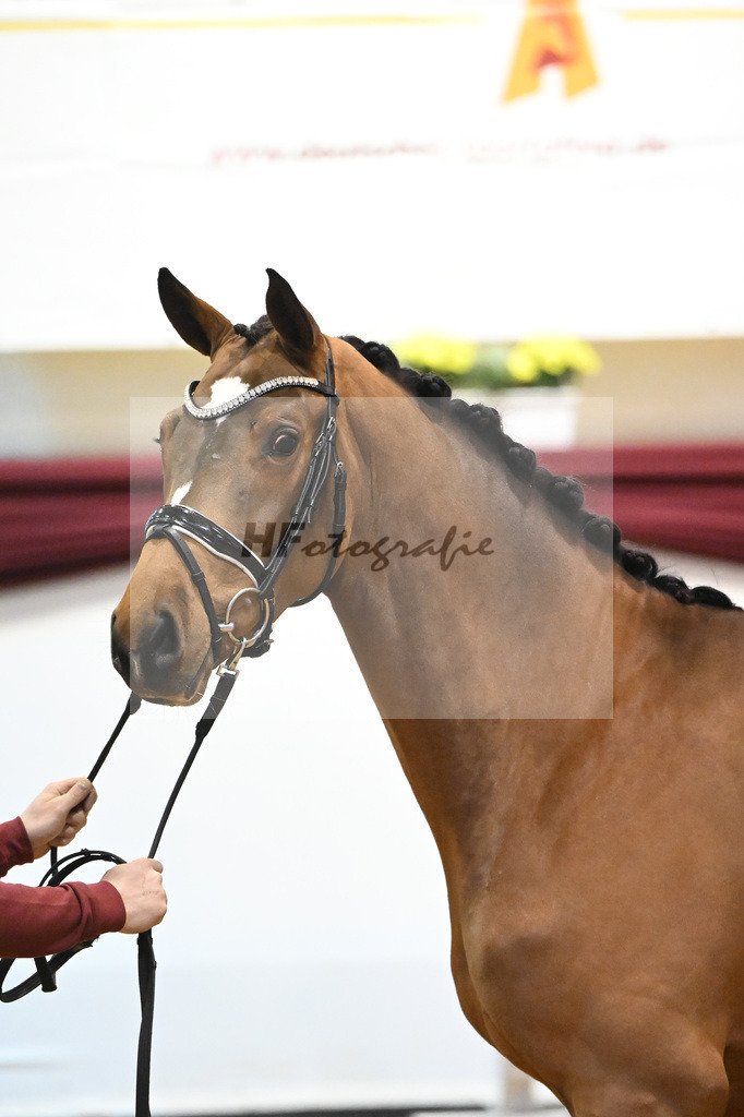 Kat-Nr. 46 v. Poker de Mariposa_Beckmann_66221255 | hf-fotografie - Realisiert mit Pictrs.com