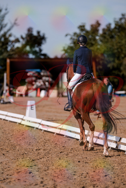 2026_10_03_Siefer-Hof_123420_Z81_32145355 | Professionelle Reitsport-, Turnier- und Eventfotografie von Robert Broda. Galerien mit ausgewählten und bearbeiteten Bildern direkt online ansehen und bestellen.