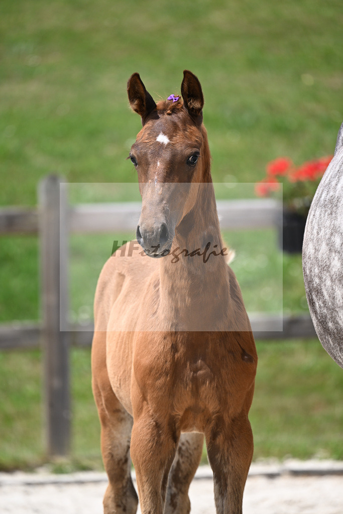Kat-Nr. 16 Proud James x Vivaldi_HF_Kimmich_15250573 | hf-fotografie - Realizzato con Pictrs.com