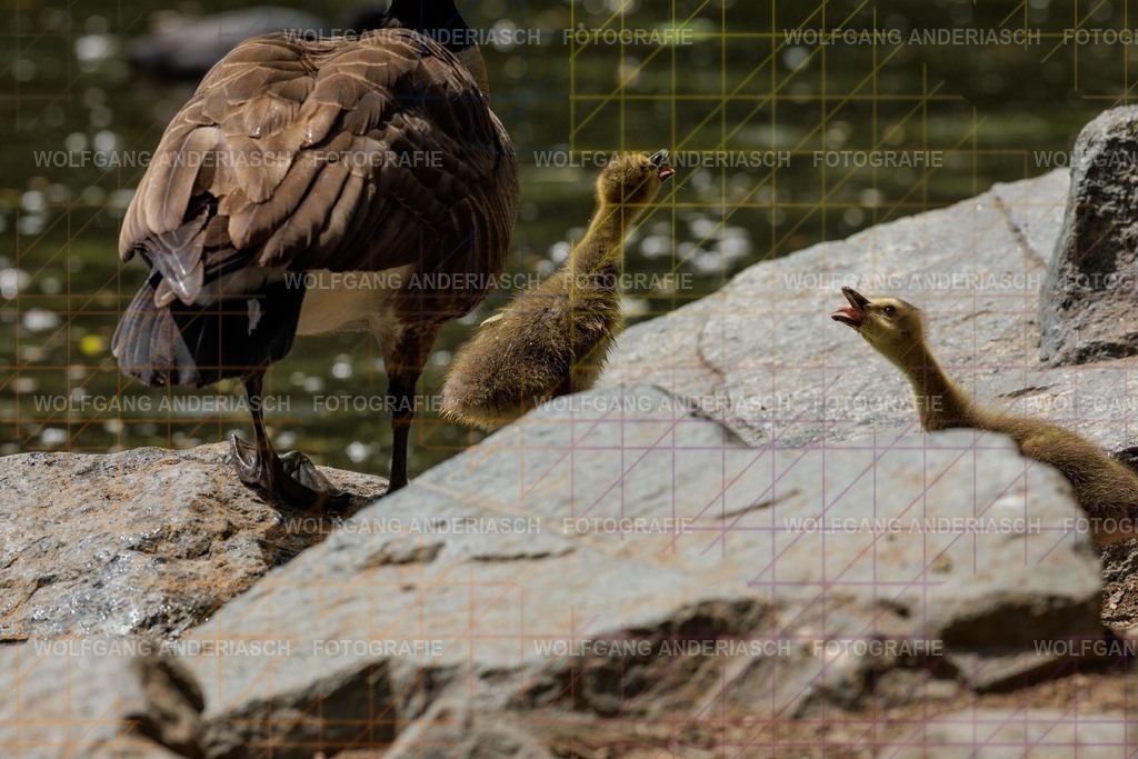 25320577 | Rund um den Jakobiweiher im Frankfurter Stadtwald entstehen ruhige Naturmomente: Enten gleiten durchs Wasser, junge Gänse entdecken ihre Umgebung. Lebendige Stadtnatur, friedlich, nah und voller Leichtigkeit. - Realisiert mit Pictrs.com