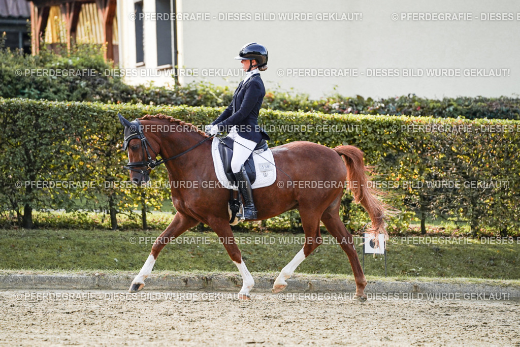 DSC04675 | Pferdegrafie