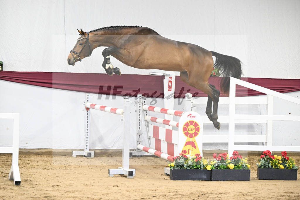 Kat-Nr. 8 Verdi x Sterntaenzer_ZG Sautter_47250143 | hf-fotografie - Realisiert mit Pictrs.com