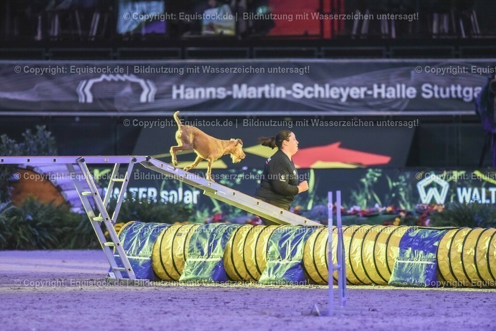 20231115_Dog-Agility_0118_TOMsPiC | Foto: Thomas Hartig