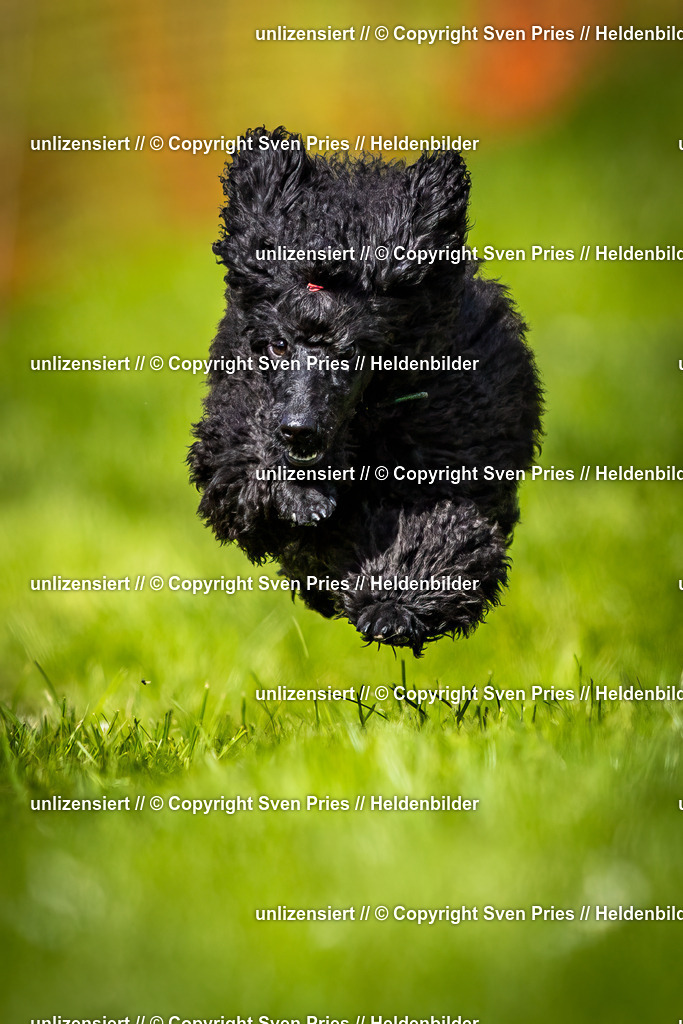 Sven Pries | 2025-04-13 - Hunderennen Baden-Baden - Realisiert mit Pictrs.com