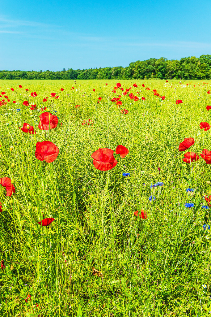 Rapsfeld mit Mohnblumen bei Hinrichsdorf | Rapsfeld mit Mohnblumen bei Hinrichsdorf.              