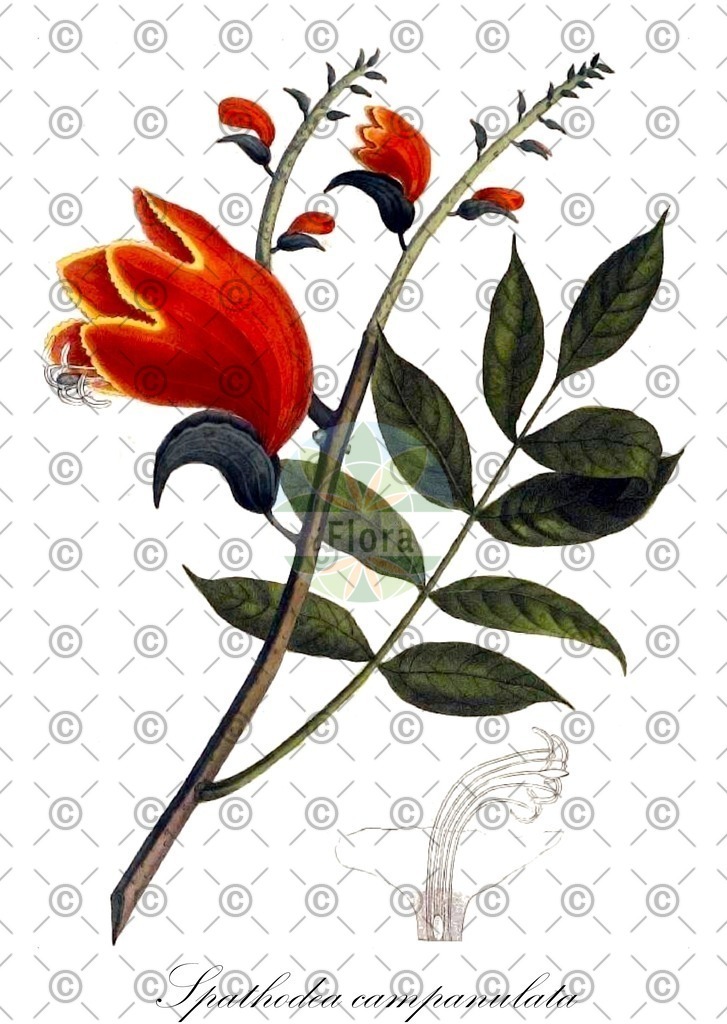 HistAbb_wfo-0000312097_1_ENZY_Simple | Historische Abbildung von Spathodea campanulata - Bignoniaceae | Historical Illustration of Spathodea campanulata - Bignoniaceae