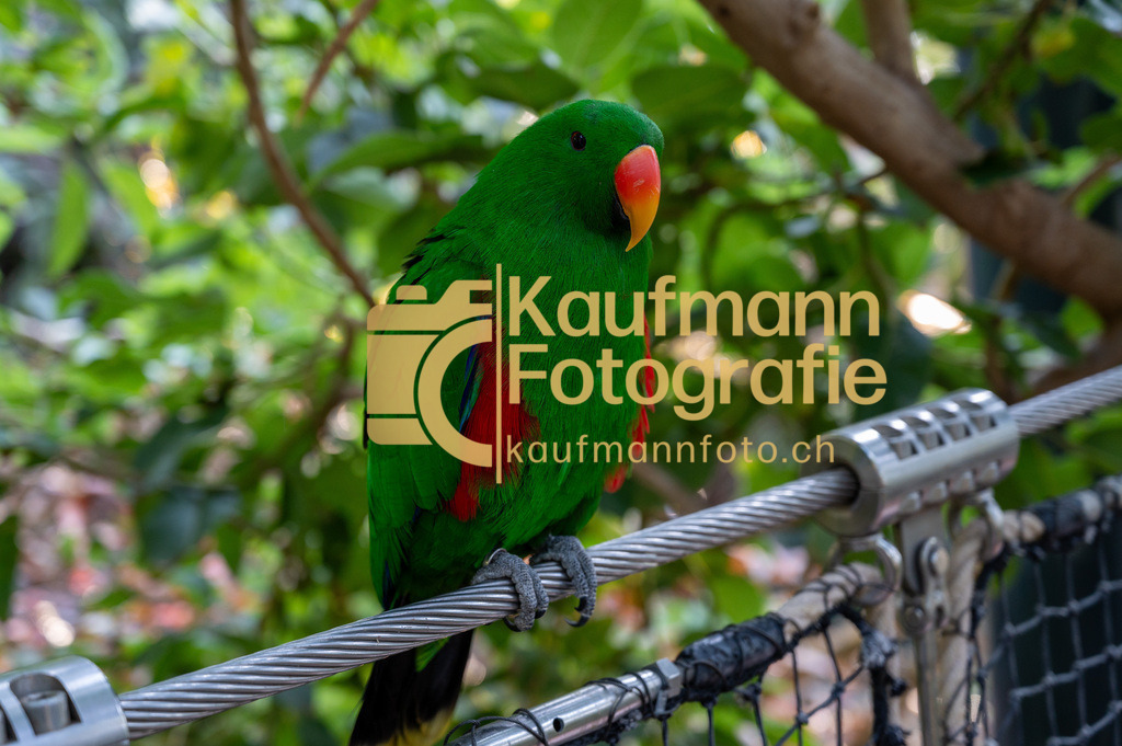 2111_Loro_Parque_Tenerife-6485 | kaufmannfoto - Realisiert mit Pictrs.com