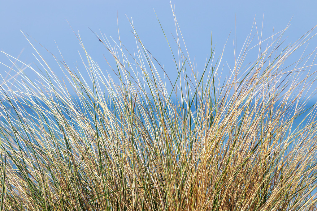 Leinwand: Strandhafer am Strand in Grömitz | Sanfte Naturfarben und eine offene Küstenlandschaft – dieses Wandbild vermittelt Ruhe und Leichtigkeit. Der Strandhafer im Vordergrund schafft eine beruhigende Struktur, während die dezent unscharfe Ostsee im Hintergrund die offene Weite der Szene unterstreicht. Die warmen Farbtöne der Küste und das sanfte Licht fördern eine entspannte und harmonische Raumwirkung, ideal für Wartezimmer, Behandlungsräume oder Empfangsbereiche. - Realisiert mit Pictrs.com