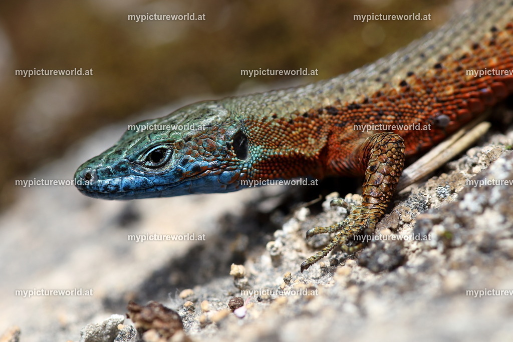 Pracht-Kieleidechse-030 | Das Bilderarchiv über Tiere, Planzen und Landschaften. In der Bilddatenbank finden Sie ein große Auswahl an hochwertigen Bilder für Ihre Werbung - Realisiert mit Pictrs.com