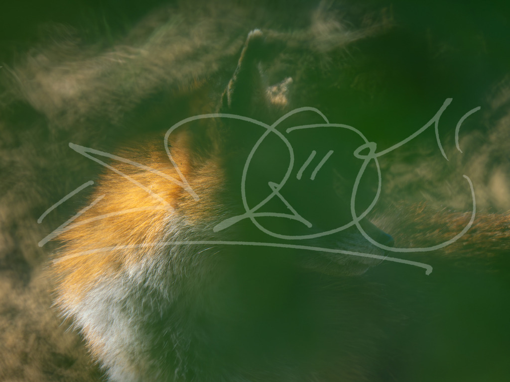 Fuchs Traumwelt | Naturschönheiten aus Deutschland. Pflanzen und Tiere, Insekten und Naturschauspiele. Alle schönen Details, die uns umgeben, fotografiert von Michi Moc.  - Realisiert mit Pictrs.com