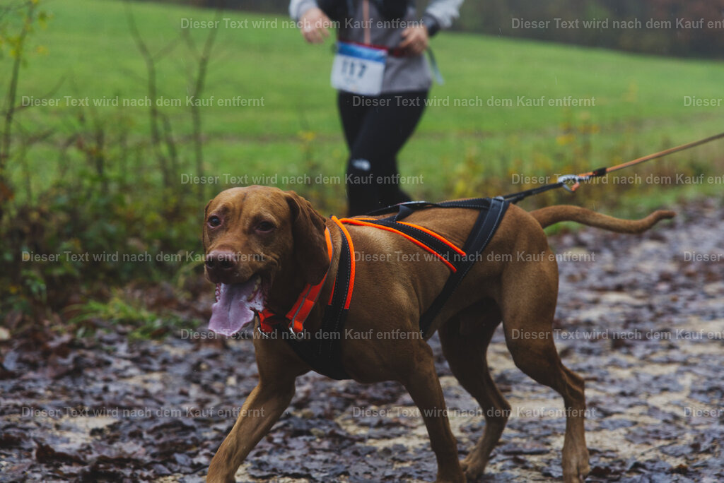 cineathletes-huegelland-2025-11-09-10-21-16 | Sportfotografie rund um Obstacle Course Racing und Trail Run - Realisiert mit Pictrs.com