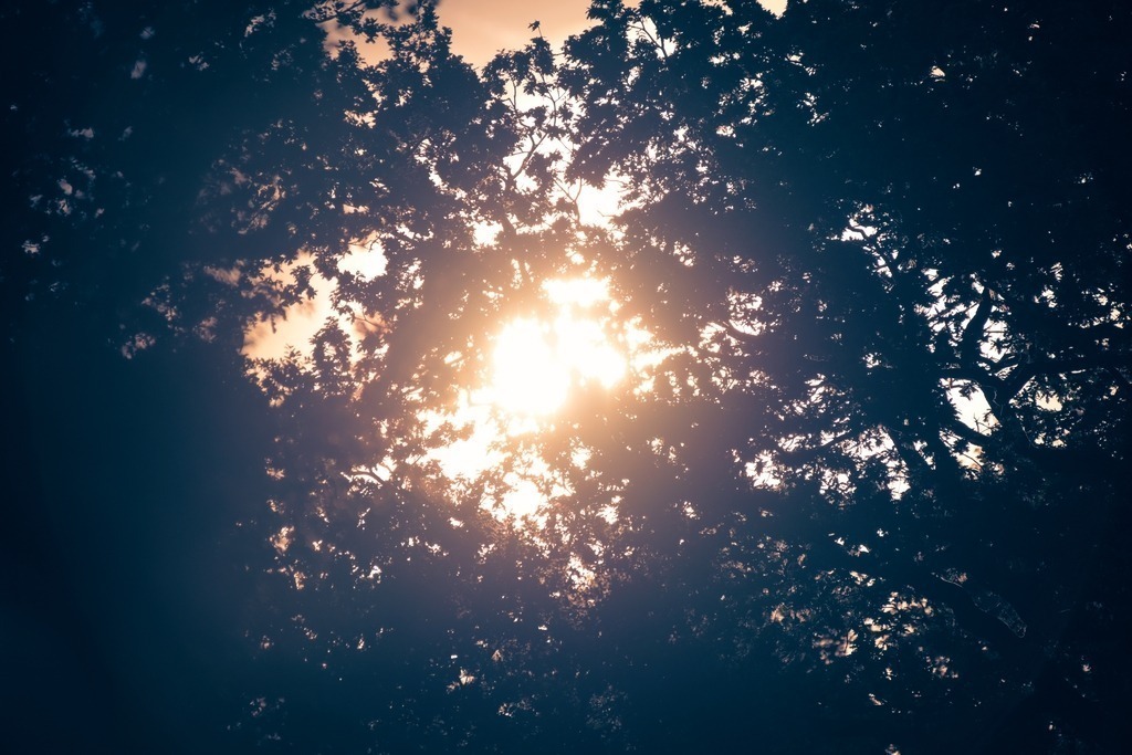 Z72_1569 | Itzehoe Blattwerk Lichtspiel - Realisiert mit Pictrs.com