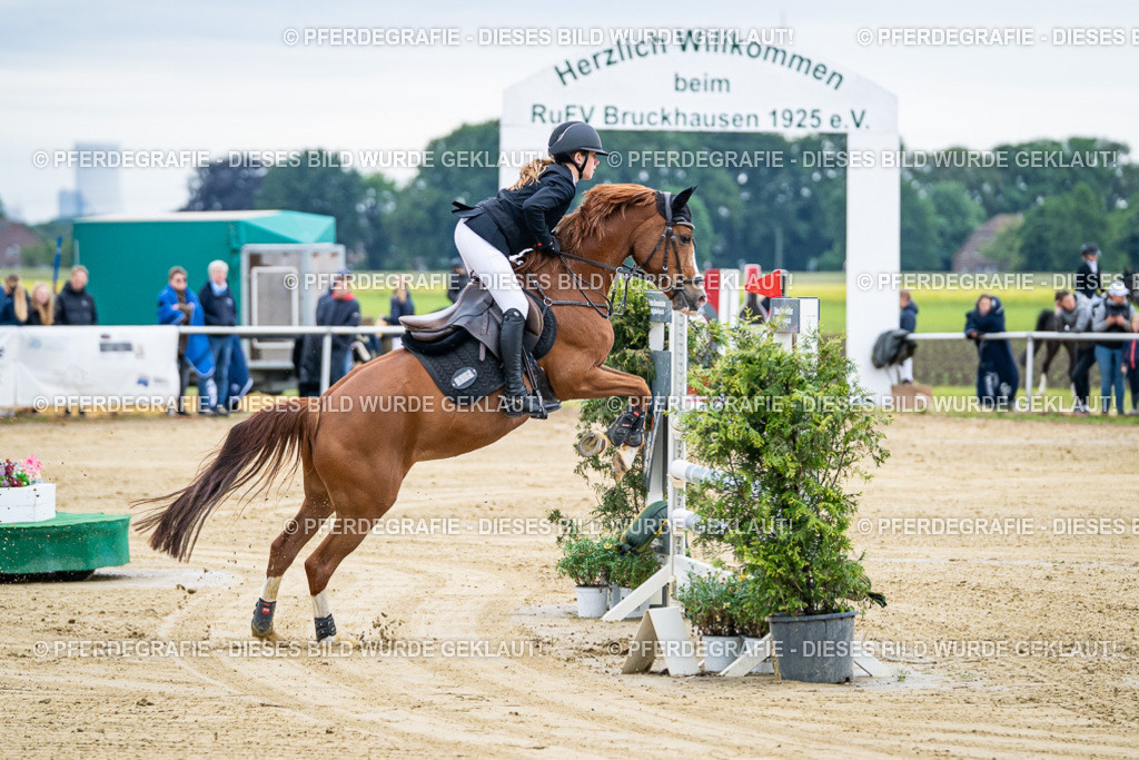 DSC04417 | Pferdegrafie