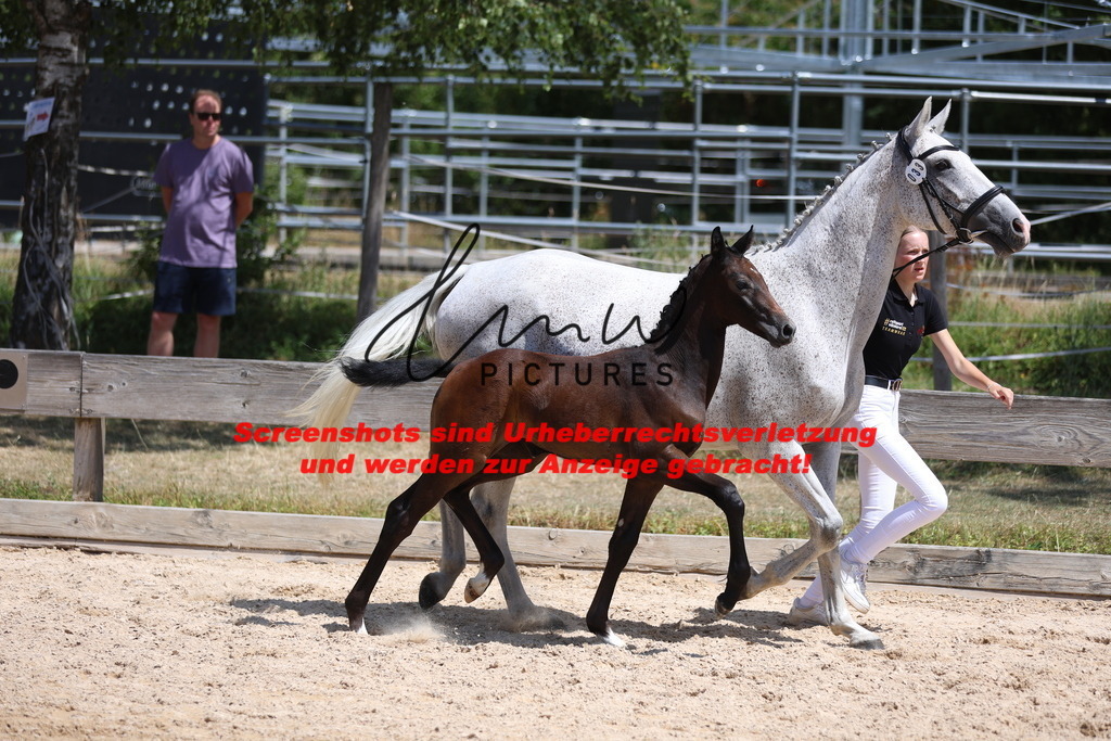 Fohlenschau_Schwäbisch_Hall_springbetonte_Fohlen_KN 33_3 | lmwpictures - Realisiert mit Pictrs.com