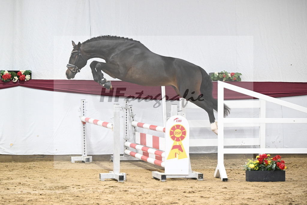 Kat-Nr. 75 Diro x Cornado I_Matthias Schlamminger_47252668 | hf-fotografie - Realisiert mit Pictrs.com