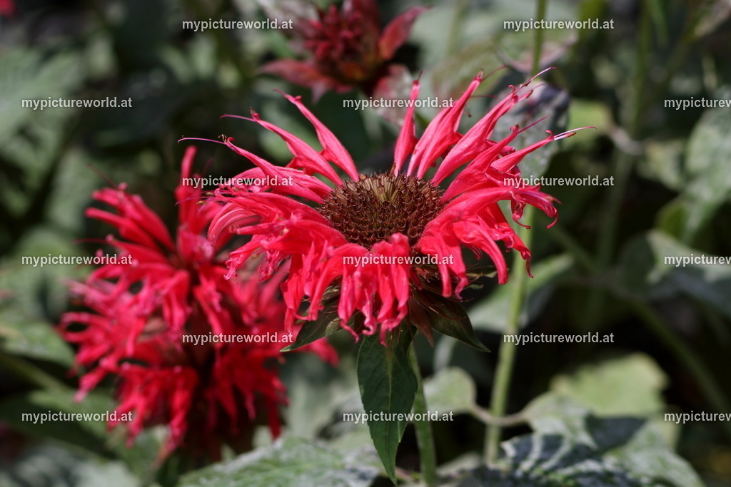 Goldmelisse-001 | Das Bilderarchiv über Tiere, Planzen und Landschaften. In der Bilddatenbank finden Sie ein große Auswahl an hochwertigen Bilder für Ihre Werbung - Realized with Pictrs.com