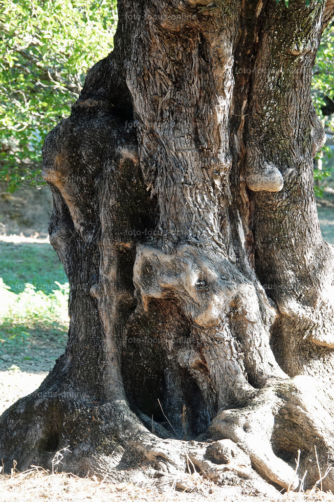 Stories of the Ancient Olive Trees | Ancient Olive Trees
