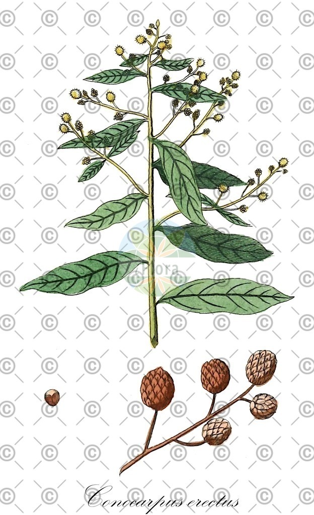 HistAbb_wfo-0001196279_1_ENZY_Simple | Historische Abbildung von Conocarpus erectus - Combretaceae | Historical Illustration of Conocarpus erectus - Combretaceae