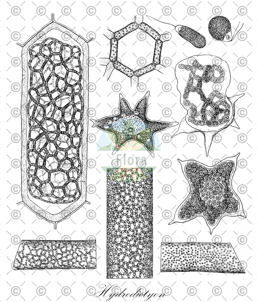 HistAbb_wfo-0000726697_1_ENZY_Simple | Historische Abbildung von Hydrodictyon - Hydrodictyaceae (0) | Historical Illustration of Hydrodictyon - Hydrodictyaceae (0)