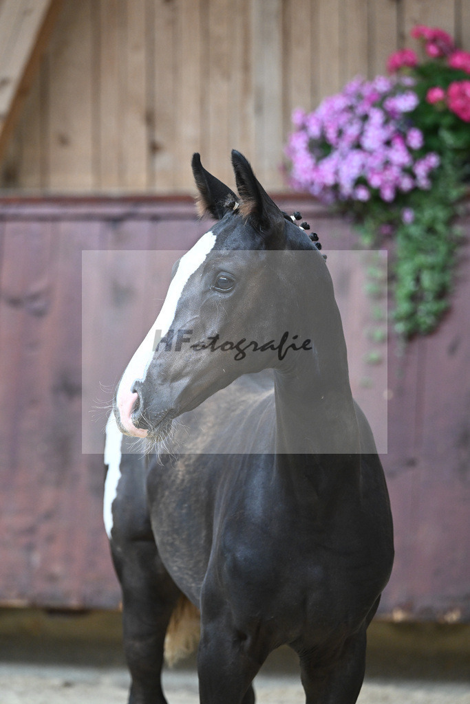 Kat-Nr. 10 HF Jameson RS2_Gestuet Greim_26230164 | hf-fotografie - Realisiert mit Pictrs.com