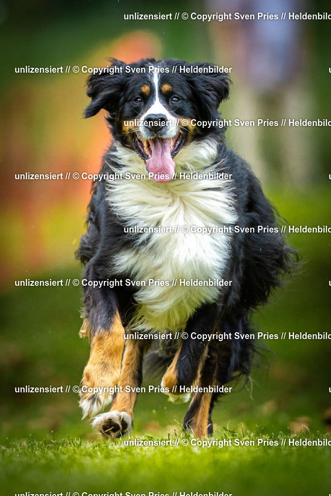 Sven Pries | 2025-09-21 - Hunderennen Baden-Oos - Realisiert mit Pictrs.com