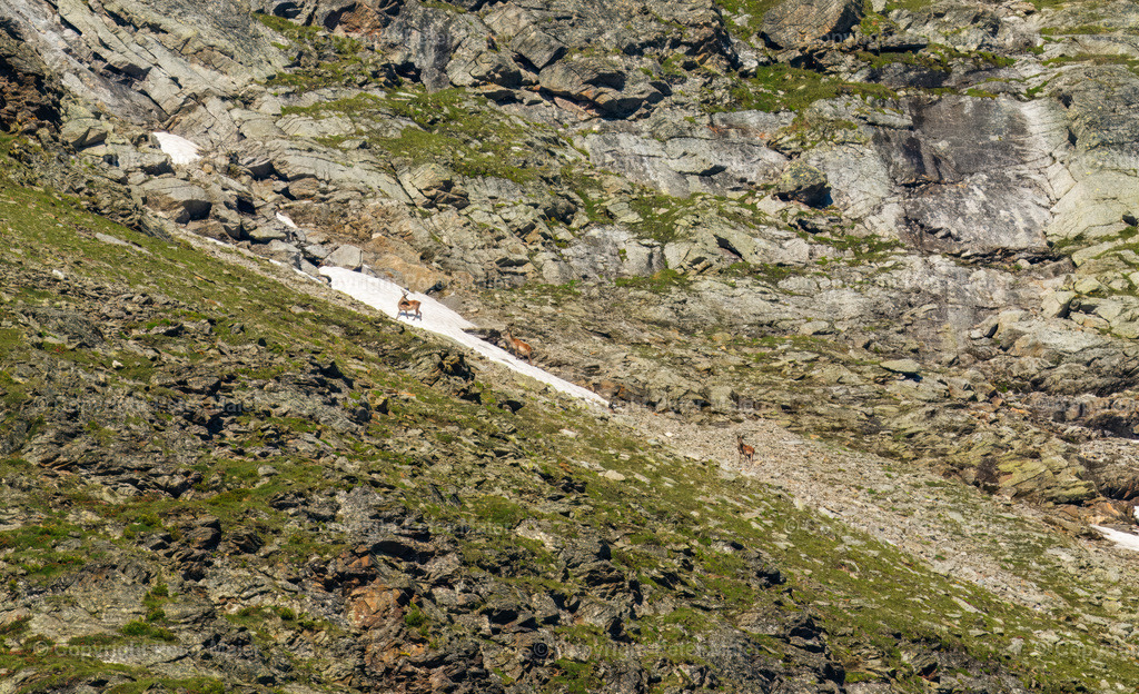 Wildtierbeobachtung_Oberhaus_Erlebnisraum_Wald_23_Peter_Maier-100 | piet_flosse