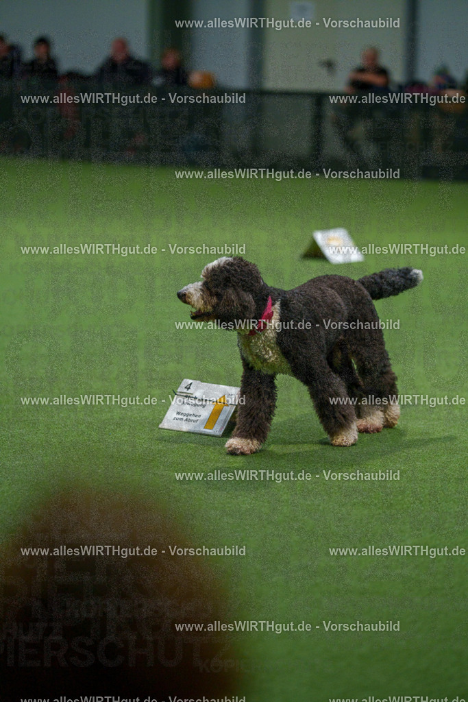 7R508040 | Professionelle Tierfotografie in Mönchengladbach von Daniel Wirth (allesWIRTHgut). Liebevolle & natürliche Bilder von Hunden & Katzen für unvergessliche Erinnerungen.