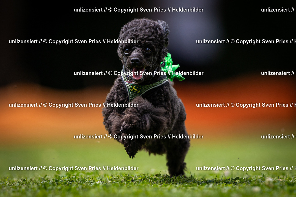 Sven Pries | 19. Allgemeines Hunderennen Karlsruhe Durlach - Realisiert mit Pictrs.com