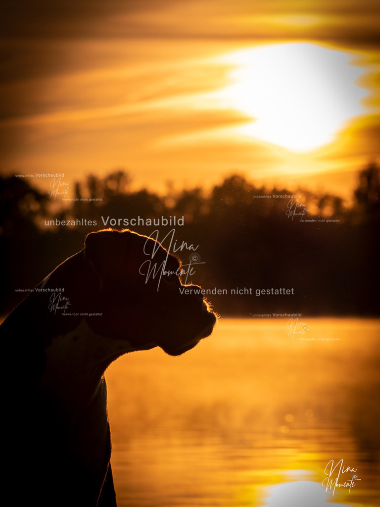 _16A9717-1 | Einzigartige Fotos von Hunden & Menschen –Actionfotos, Portraits, Vereinsaufnahmen & Paarshootings – authentisch, lebendig & mit Herz.