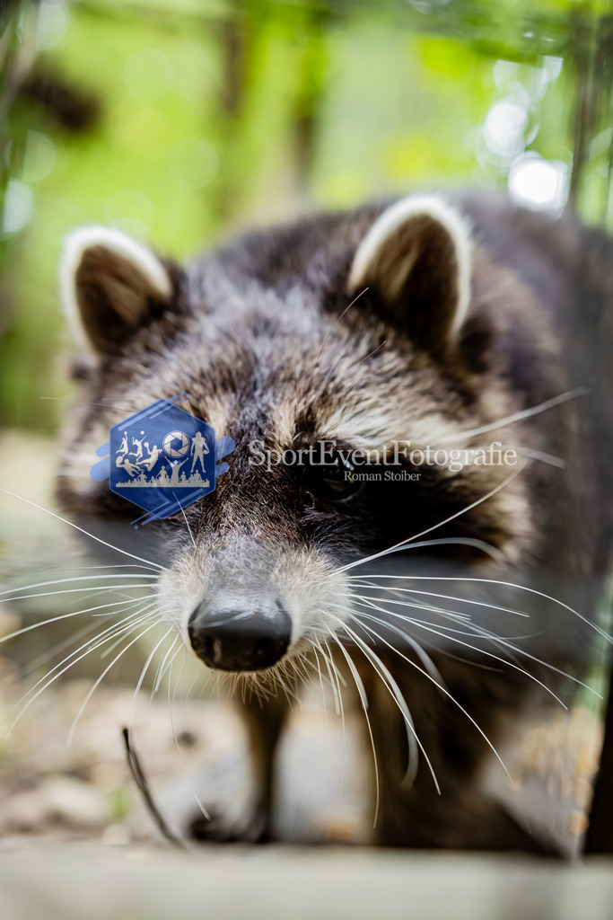 IMAG1576 | SportEventFotografie - Roman Stoiber