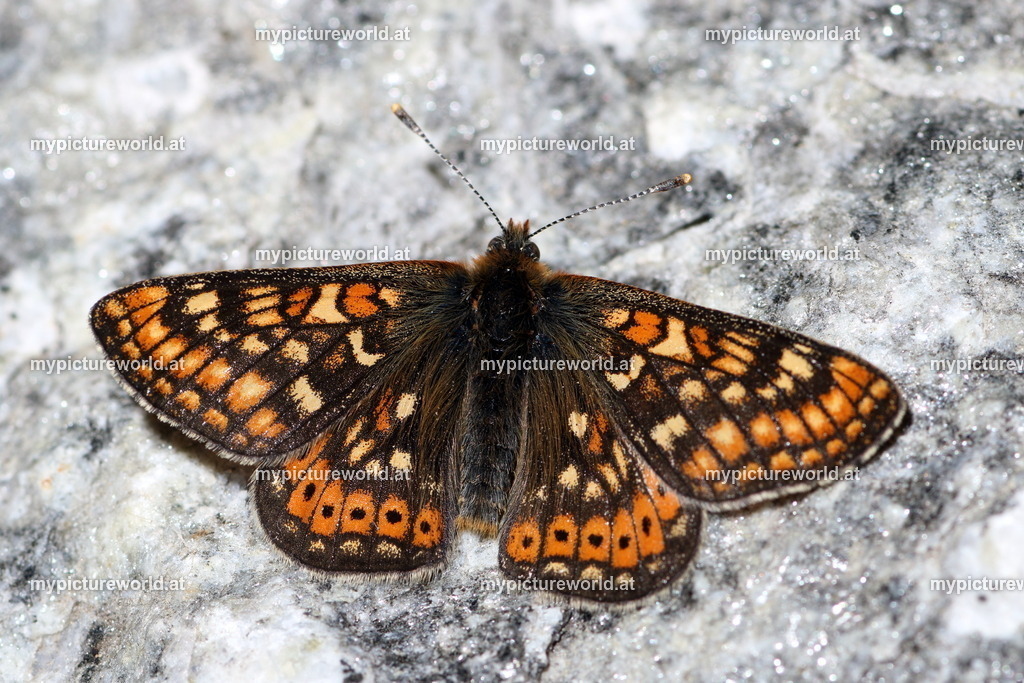 Euphydryas aurinia-015 | Das Bilderarchiv über Tiere, Planzen und Landschaften. In der Bilddatenbank finden Sie ein große Auswahl an hochwertigen Bilder für Ihre Werbung - Realized with Pictrs.com