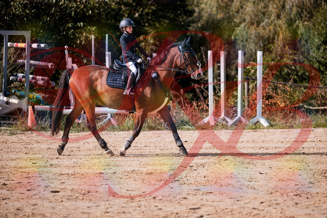 2026_10_03_Siefer-Hof_143726_Z81_05972674 | Professionelle Reitsport-, Turnier- und Eventfotografie von Robert Broda. Galerien mit ausgewählten und bearbeiteten Bildern direkt online ansehen und bestellen.