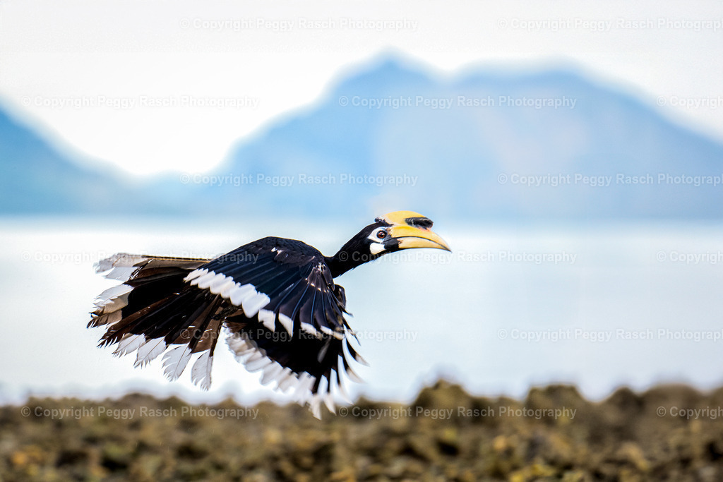 Thailand_Hornbills_2025 (5) | PeggyRaschPhotography - Realisiert mit Pictrs.com