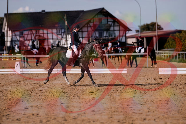 2026_10_03_Siefer-Hof_120022_Z81_01912332 | Professionelle Reitsport-, Turnier- und Eventfotografie von Robert Broda. Galerien mit ausgewählten und bearbeiteten Bildern direkt online ansehen und bestellen.