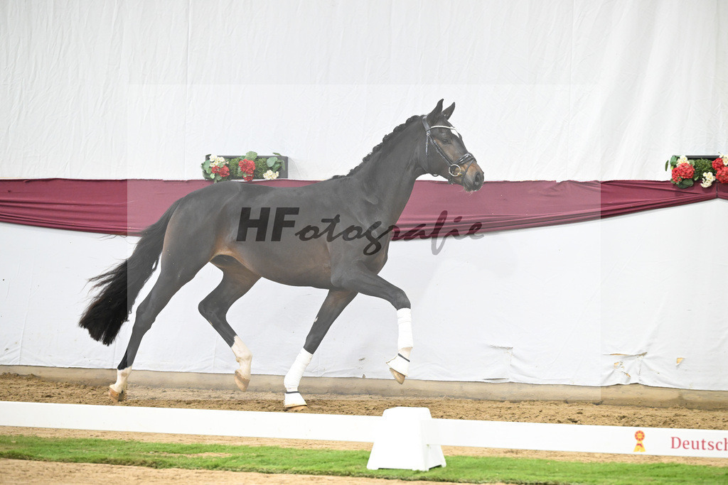 Kat-Nr. 105 Floricello x Sir Donnerhall_Frieder Heilemann_47253536 | hf-fotografie - Realisiert mit Pictrs.com