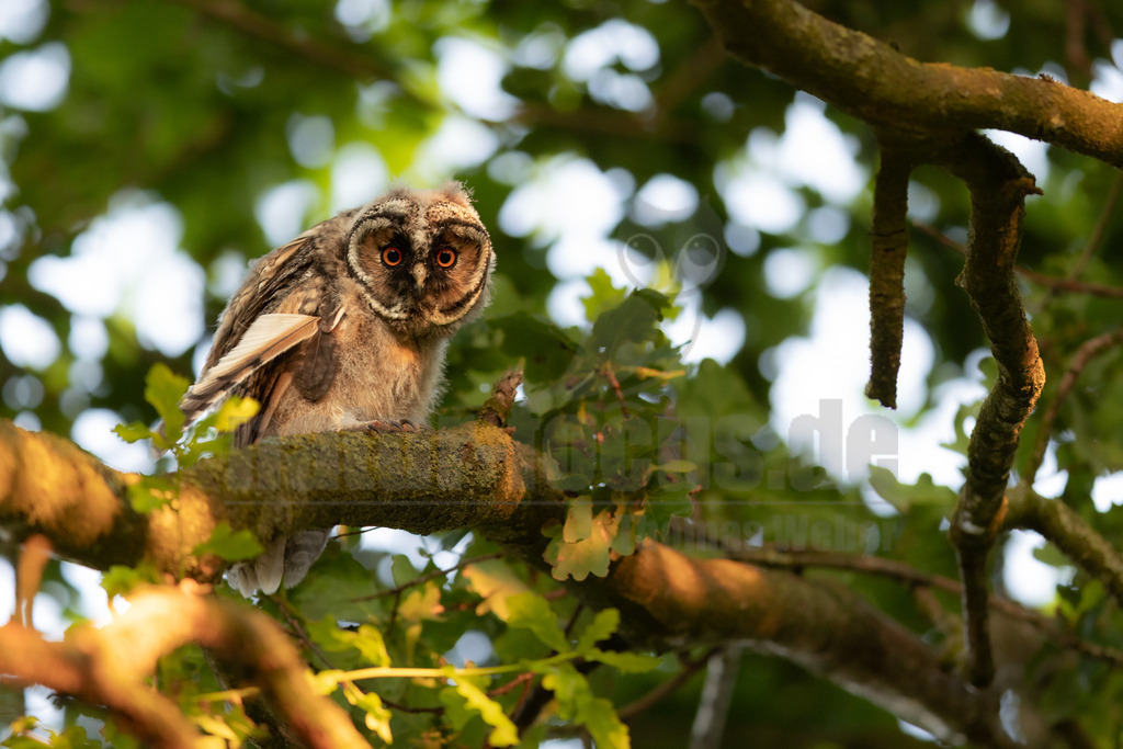 R5M26329_20260623 | Der Bildershop von www.natur-focus.de bietet ihnen den einfachen Kauf von Bildmaterial per Download aus allen Bereichen der Natur. In den Galerien finden sie Landschaftsfotos, Tierbilder und natürlich auf Pflanzenfotos. - Realisiert mit Pictrs.com