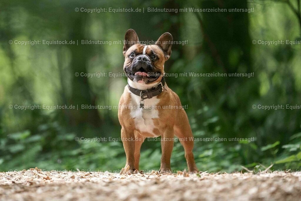 20200622_Hund_0063 | equistock