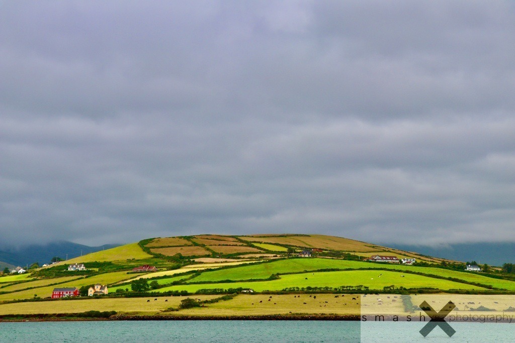 Fields of Green | Dingle, Peninsula /Ireland/Irland)