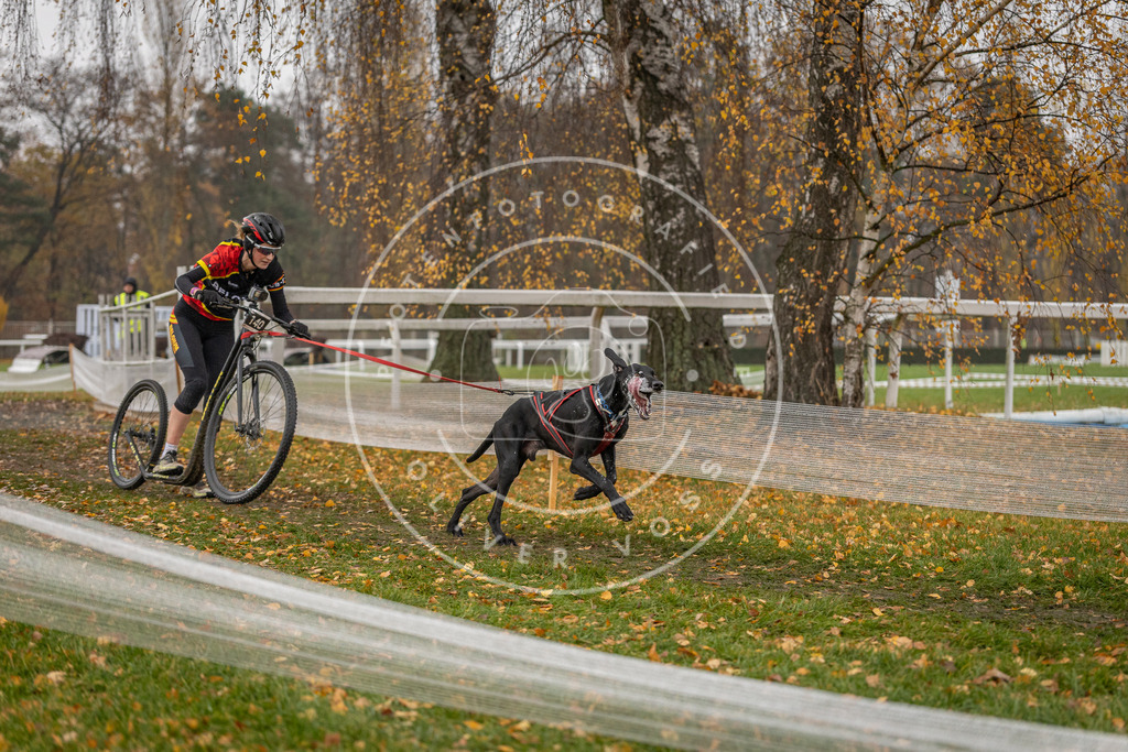 CaniXpix_DV3A8109 | Hundefotografie, Tierfotograf, Pfotenfotografie, Fotoshooting Hund, Hunde Portrait, Hundesport, Hundeportraits, Heideshooting, Hunde, Sportfotograf, Hundefotograf, Turnierhundsport, THS,  - Realisiert mit Pictrs.com