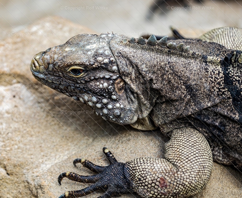 waran01 | Rolf Wittke  - Realisiert mit Pictrs.com