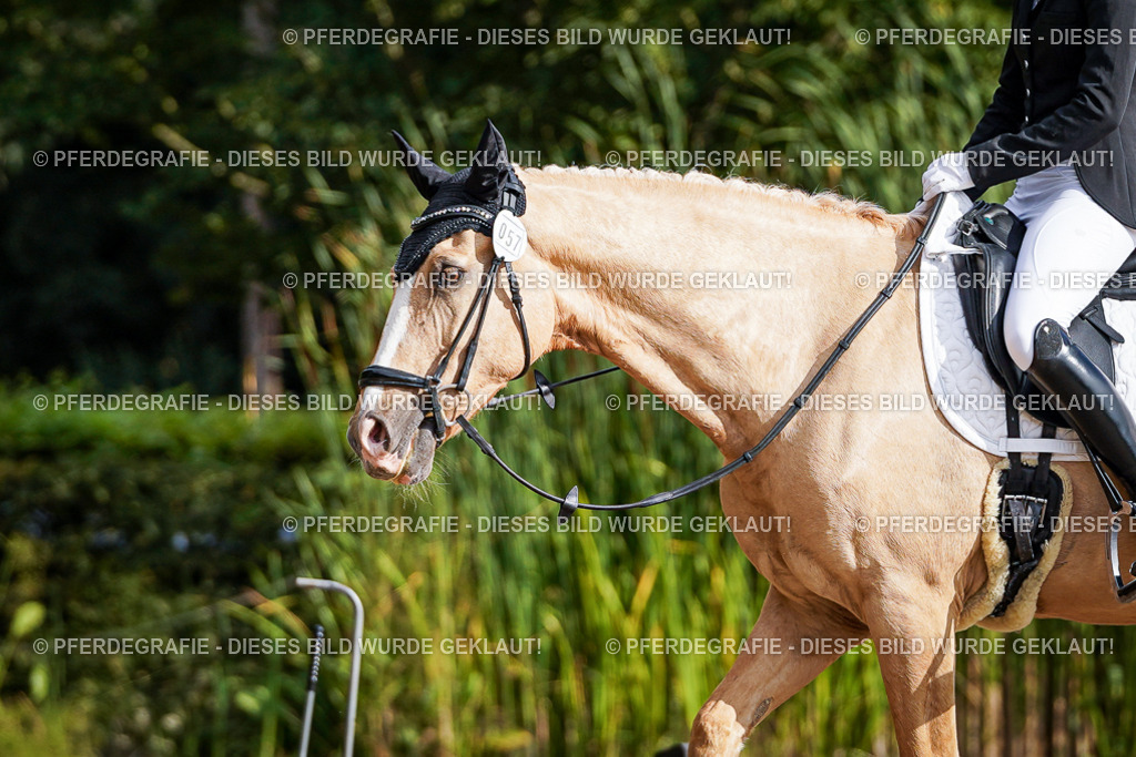 DSC00926 | Pferdegrafie