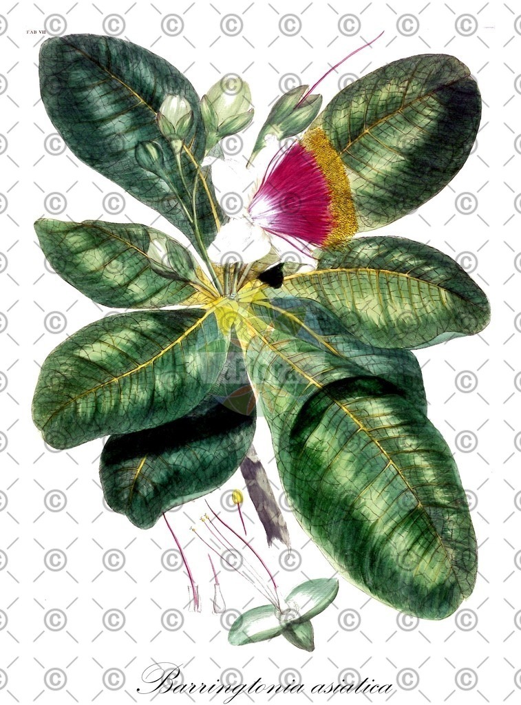 HistAbb_wfo-0000048096_1_ENZY_Simple | Historische Abbildung von Barringtonia asiatica - Lecythidaceae | Historical Illustration of Barringtonia asiatica - Lecythidaceae
