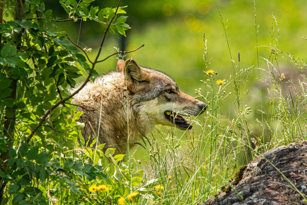 Tierpark Arth-Goldau-9199-Verbessert-RR | Holzisphotography, Landschaftsfotografie, Wildlifefotogorafie - Realisiert mit Pictrs.com