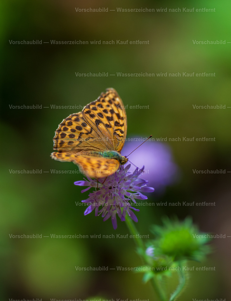 Kleiner Honigsauger | Schnetterling im Wald - Realisiert mit Pictrs.com