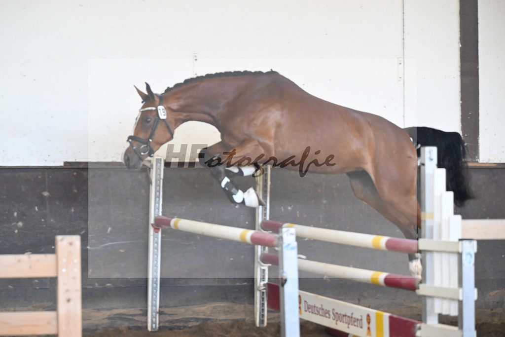 Kat-Nr. 19 Golden Girl v. Van Cordoba_HLG Schwaiganger_19250140 | hf-fotografie - Realizzato con Pictrs.com