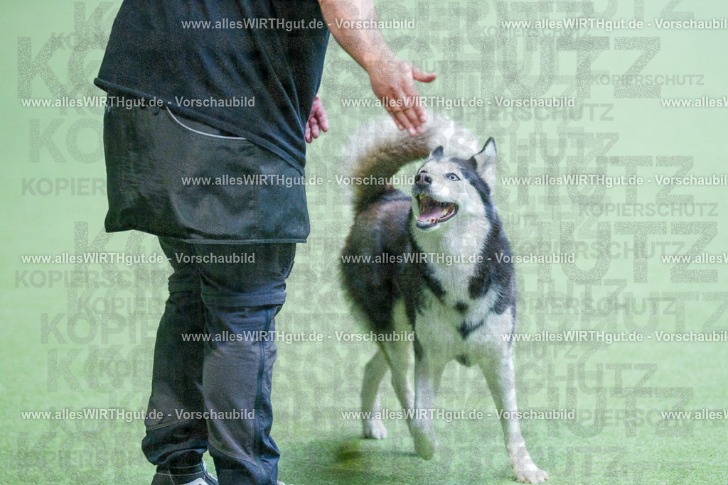 @allesWIRTHgut_Tierfotografie - www.allesWIRTHgut.de - 2604251549-7R506255 | Professionelle Tierfotografie in Mönchengladbach von Daniel Wirth (allesWIRTHgut). Liebevolle & natürliche Bilder von Hunden & Katzen für unvergessliche Erinnerungen.