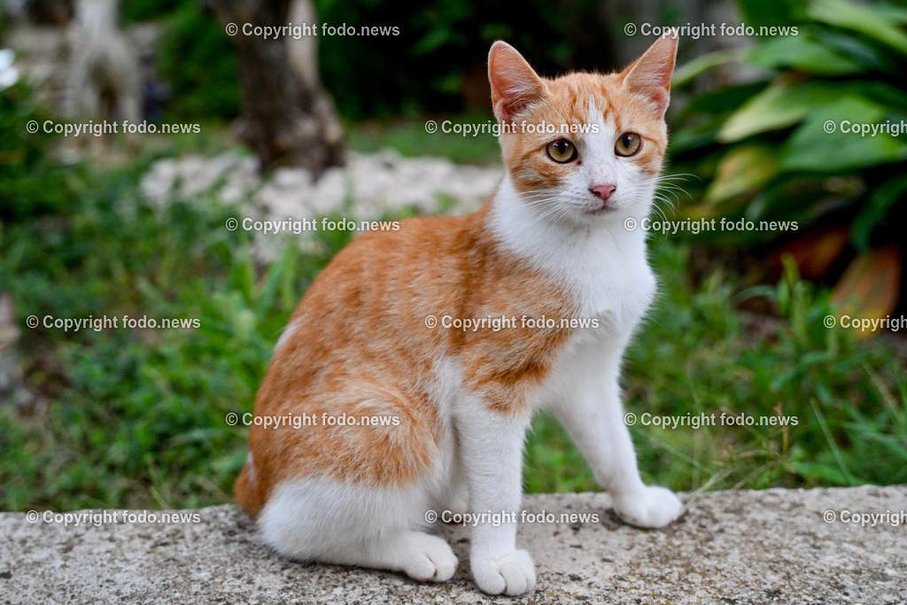 Katze_ Katzen_ 16.10.2024-13 | 16.10.2024, Linz, AUT, Haustier, Katzen, im Bild Haustier, Katze, Katzen, Kater, Stubentiger, Babykatze, Mietze, Fellnase, Tierfotografie, Heimtier